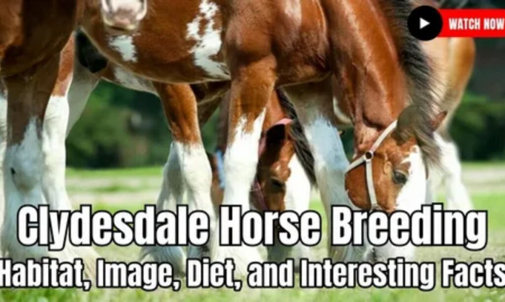 Breeding Captions Dirty, Flirty & Bold Lines