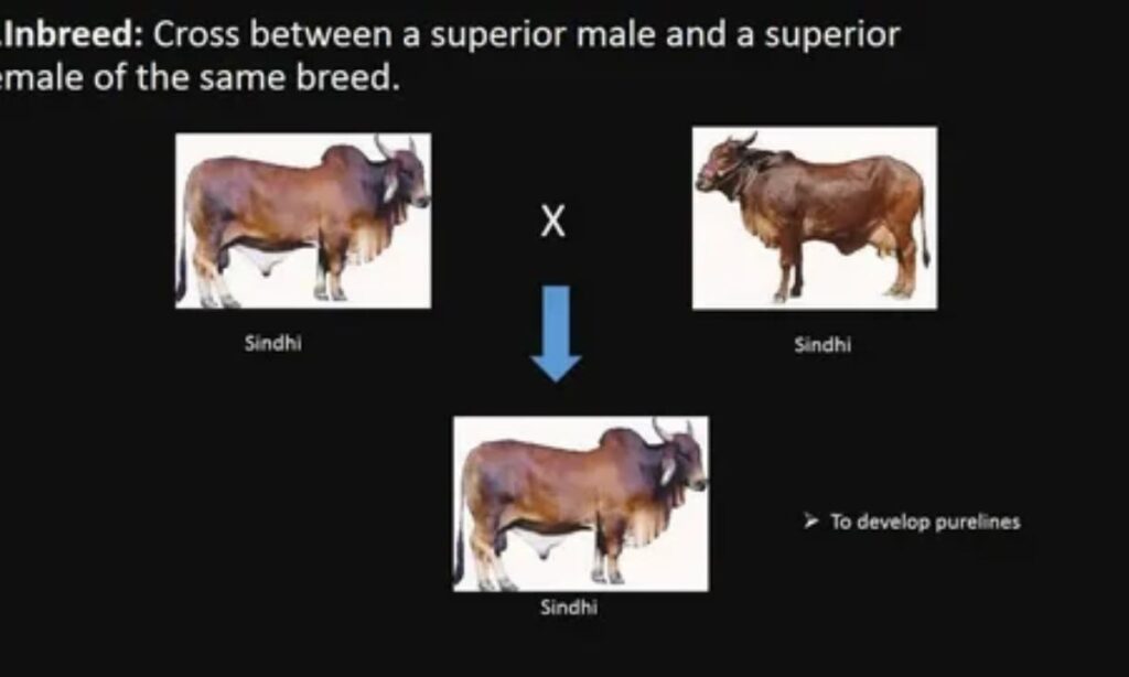 Breeding Captions That Cross the Line (and Love It) 