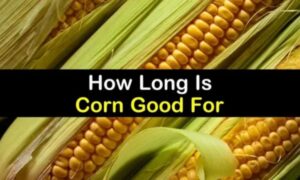 186 + Corn Puns That Are Kernel-ly Good!