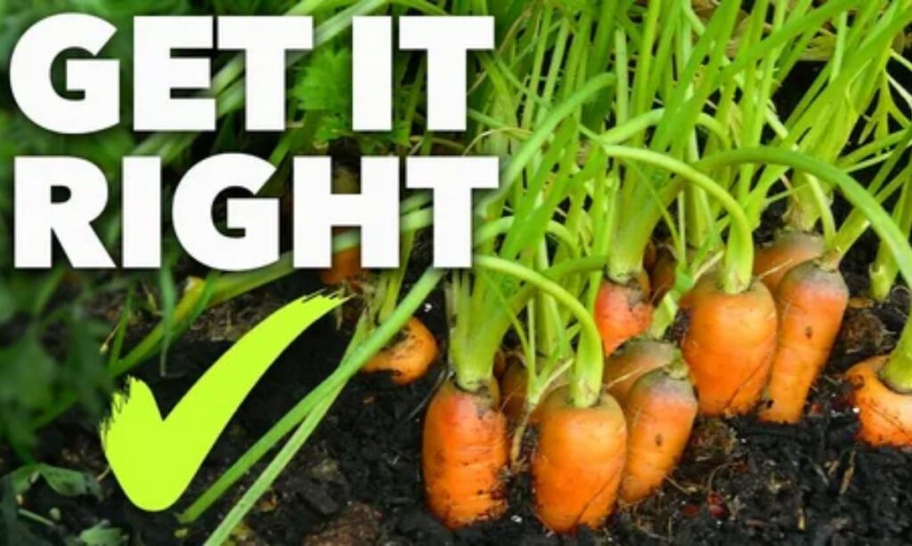 Carrot Puns to Make Your Day a Little ‘Veggie-R’!