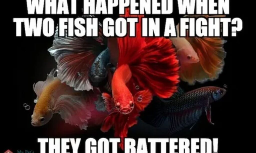 Funny Fish Puns