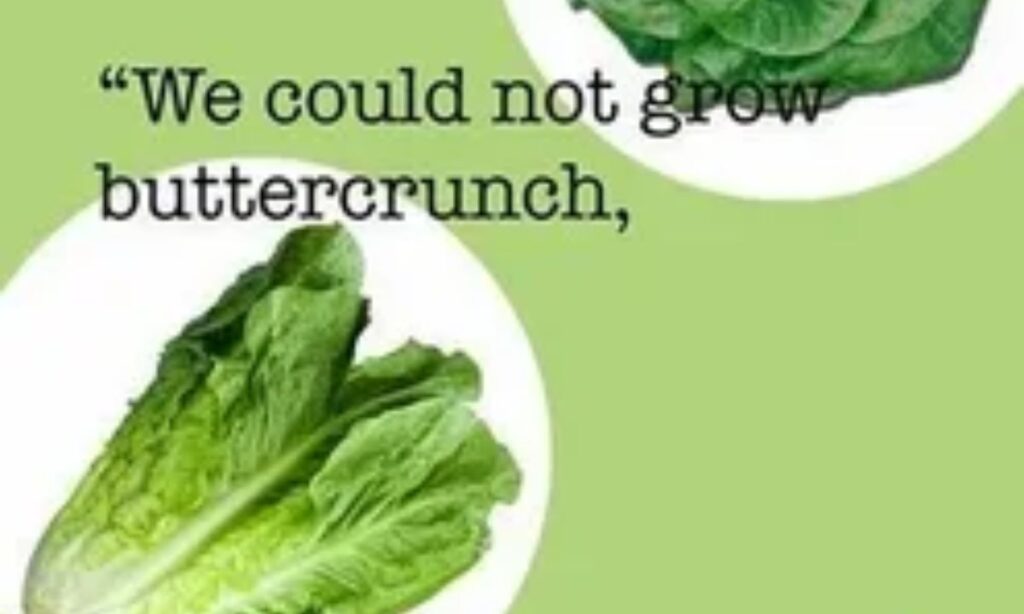 Lettuce Puns That Will Leaf You Laughing!