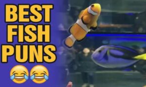 These 200 + Fish Puns Will Have You Bubbling Over With Laughter
